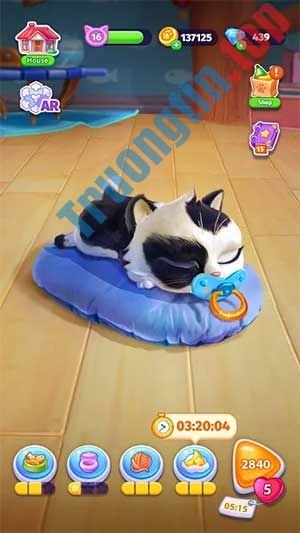 Trải&nbsp;nghiệm&nbsp;cảm&nbsp;giác&nbsp;nuôi&nbsp;mèo&nbsp;trong&nbsp;đời&nbsp;thực