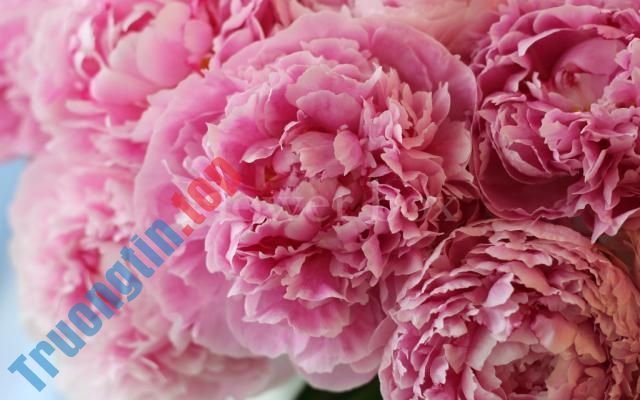 Hình&nbsp;nền&nbsp;hoa&nbsp;mẫu&nbsp;đơn&nbsp;đẹp&nbsp;cho&nbsp;máy&nbsp;tính