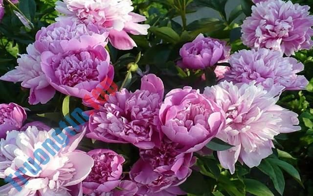 Hình&nbsp;nền&nbsp;hoa&nbsp;mẫu&nbsp;đơn&nbsp;đẹp&nbsp;cho&nbsp;máy&nbsp;tính