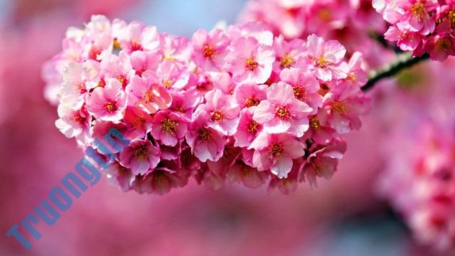 Hình ảnh hoa đào đẹp nhất trong mùa xuân 2021