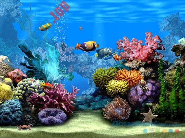 Download Living Marine Aquarium 2 2.0 – Biến màn hình chờ thành bể cá 3D sống động