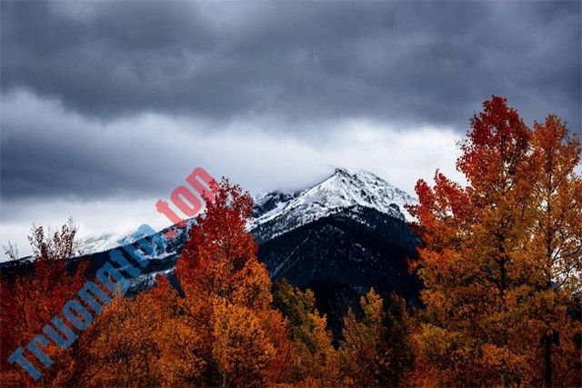 Cây mùa thu và đỉnh núi phủ tuyết
