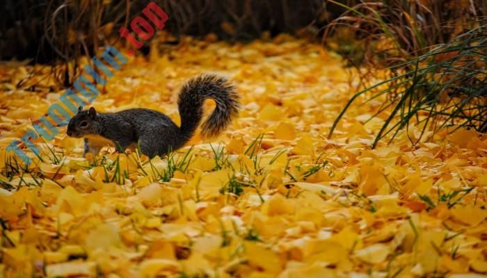 Chú sóc trên nền lá vàng rụng mùa thu