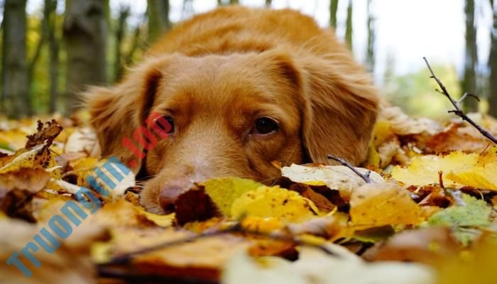 Chú chó trên lá vàng mùa thu