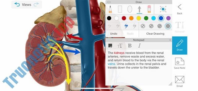 Download Human Anatomy Atlas 2021 cho iOS 2021.2.24 – Trường Tín