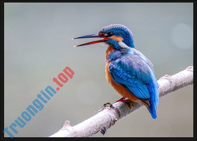 Tổng&nbsp;hợp&nbsp;cách&nbsp;lật&nbsp;hình&nbsp;ảnh&nbsp;trong&nbsp;Adobe&nbsp;Photoshop