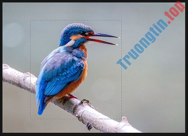 Tổng&nbsp;hợp&nbsp;cách&nbsp;lật&nbsp;hình&nbsp;ảnh&nbsp;trong&nbsp;Adobe&nbsp;Photoshop