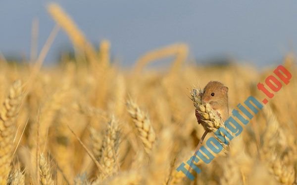 Bộ&nbsp;hình&nbsp;nền&nbsp;những&nbsp;chú&nbsp;chuột&nbsp;dễ&nbsp;thương,&nbsp;đáng&nbsp;yêu&nbsp;và&nbsp;đẹp&nbsp;nhất