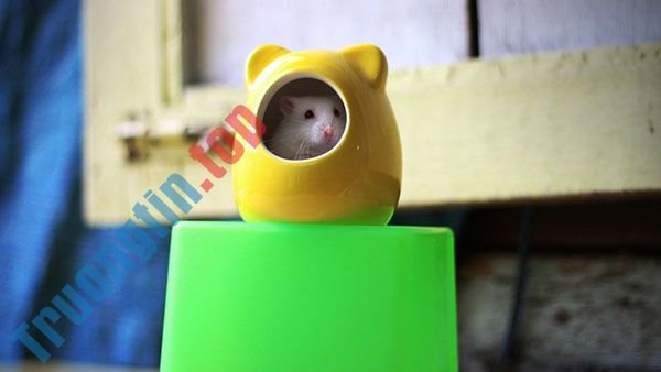 Bộ&nbsp;hình&nbsp;nền&nbsp;những&nbsp;chú&nbsp;chuột&nbsp;dễ&nbsp;thương,&nbsp;đáng&nbsp;yêu&nbsp;và&nbsp;đẹp&nbsp;nhất