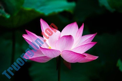 Hình&nbsp;ảnh&nbsp;hoa&nbsp;sen&nbsp;đẹp&nbsp;nhất&nbsp;bạn&nbsp;không&nbsp;thể&nbsp;bỏ&nbsp;qua