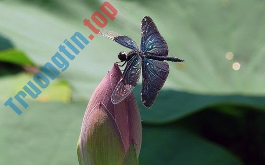 Hình&nbsp;ảnh&nbsp;hoa&nbsp;sen&nbsp;đẹp&nbsp;nhất&nbsp;bạn&nbsp;không&nbsp;thể&nbsp;bỏ&nbsp;qua