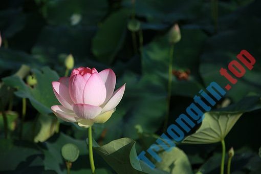 Hình&nbsp;ảnh&nbsp;hoa&nbsp;sen&nbsp;đẹp&nbsp;nhất&nbsp;bạn&nbsp;không&nbsp;thể&nbsp;bỏ&nbsp;qua