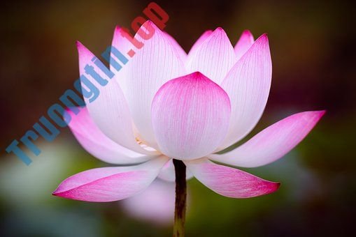 Hình&nbsp;ảnh&nbsp;hoa&nbsp;sen&nbsp;đẹp&nbsp;nhất&nbsp;bạn&nbsp;không&nbsp;thể&nbsp;bỏ&nbsp;qua