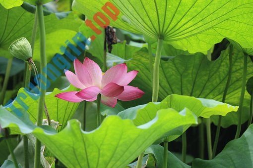 Hình&nbsp;ảnh&nbsp;hoa&nbsp;sen&nbsp;đẹp&nbsp;nhất&nbsp;bạn&nbsp;không&nbsp;thể&nbsp;bỏ&nbsp;qua