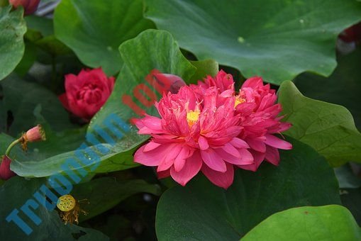 Hình&nbsp;ảnh&nbsp;hoa&nbsp;sen&nbsp;đẹp&nbsp;nhất&nbsp;bạn&nbsp;không&nbsp;thể&nbsp;bỏ&nbsp;qua