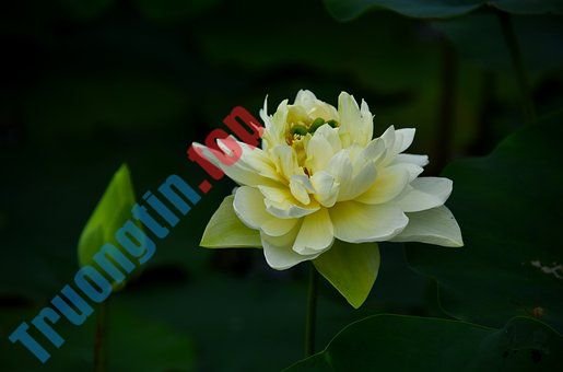 Hình&nbsp;ảnh&nbsp;hoa&nbsp;sen&nbsp;đẹp&nbsp;nhất&nbsp;bạn&nbsp;không&nbsp;thể&nbsp;bỏ&nbsp;qua