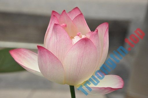 Hình&nbsp;ảnh&nbsp;hoa&nbsp;sen&nbsp;đẹp&nbsp;nhất&nbsp;bạn&nbsp;không&nbsp;thể&nbsp;bỏ&nbsp;qua