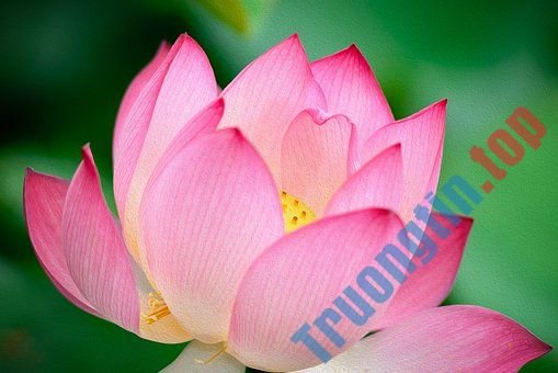 Hình&nbsp;ảnh&nbsp;hoa&nbsp;sen&nbsp;đẹp&nbsp;nhất&nbsp;bạn&nbsp;không&nbsp;thể&nbsp;bỏ&nbsp;qua