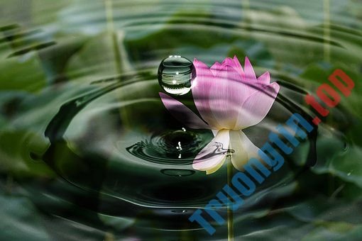 Hình&nbsp;ảnh&nbsp;hoa&nbsp;sen&nbsp;đẹp&nbsp;nhất&nbsp;bạn&nbsp;không&nbsp;thể&nbsp;bỏ&nbsp;qua