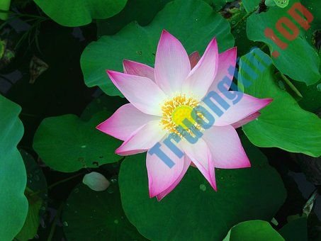 Hình&nbsp;ảnh&nbsp;hoa&nbsp;sen&nbsp;đẹp&nbsp;nhất&nbsp;bạn&nbsp;không&nbsp;thể&nbsp;bỏ&nbsp;qua