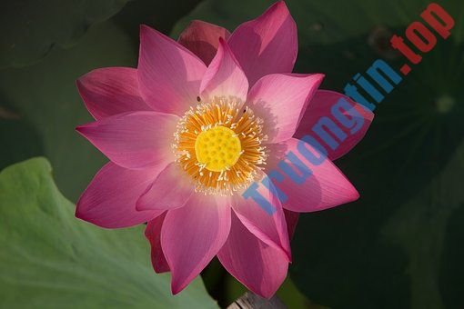 Hình&nbsp;ảnh&nbsp;hoa&nbsp;sen&nbsp;đẹp&nbsp;nhất&nbsp;bạn&nbsp;không&nbsp;thể&nbsp;bỏ&nbsp;qua