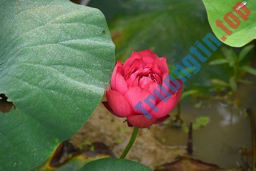 Hình&nbsp;ảnh&nbsp;hoa&nbsp;sen&nbsp;đẹp&nbsp;nhất&nbsp;bạn&nbsp;không&nbsp;thể&nbsp;bỏ&nbsp;qua