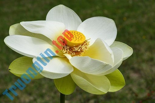 Hình&nbsp;ảnh&nbsp;hoa&nbsp;sen&nbsp;đẹp&nbsp;nhất&nbsp;bạn&nbsp;không&nbsp;thể&nbsp;bỏ&nbsp;qua