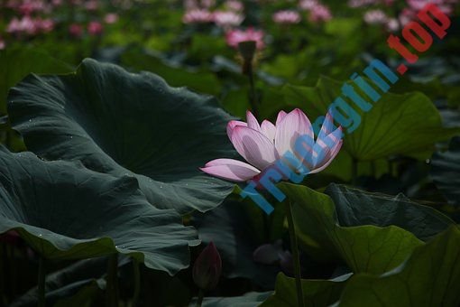 Hình&nbsp;ảnh&nbsp;hoa&nbsp;sen&nbsp;đẹp&nbsp;nhất&nbsp;bạn&nbsp;không&nbsp;thể&nbsp;bỏ&nbsp;qua