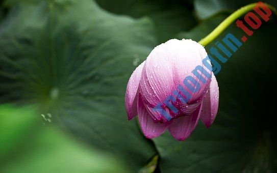 Hình&nbsp;ảnh&nbsp;hoa&nbsp;sen&nbsp;đẹp&nbsp;nhất&nbsp;bạn&nbsp;không&nbsp;thể&nbsp;bỏ&nbsp;qua