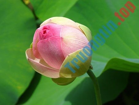 Hình&nbsp;ảnh&nbsp;hoa&nbsp;sen&nbsp;đẹp&nbsp;nhất&nbsp;bạn&nbsp;không&nbsp;thể&nbsp;bỏ&nbsp;qua