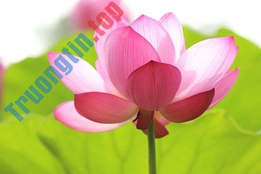 Hình&nbsp;ảnh&nbsp;hoa&nbsp;sen&nbsp;đẹp&nbsp;nhất&nbsp;bạn&nbsp;không&nbsp;thể&nbsp;bỏ&nbsp;qua