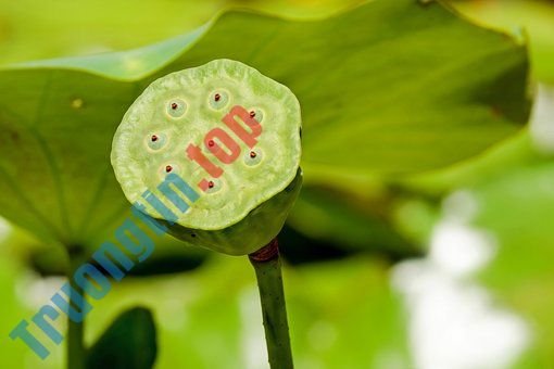 Hình&nbsp;ảnh&nbsp;hoa&nbsp;sen&nbsp;đẹp&nbsp;nhất&nbsp;bạn&nbsp;không&nbsp;thể&nbsp;bỏ&nbsp;qua