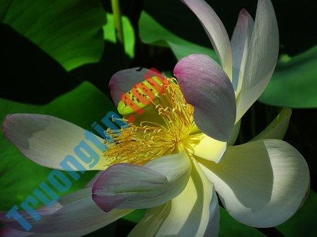 Hình&nbsp;ảnh&nbsp;hoa&nbsp;sen&nbsp;đẹp&nbsp;nhất&nbsp;bạn&nbsp;không&nbsp;thể&nbsp;bỏ&nbsp;qua