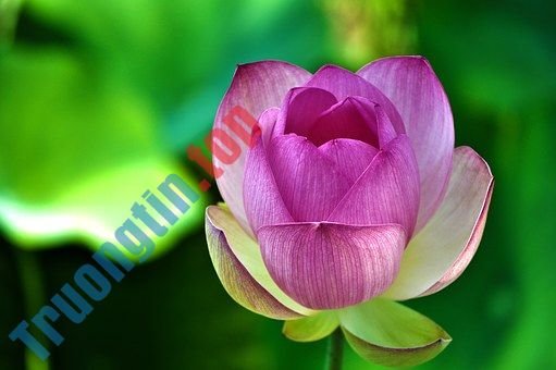 Hình&nbsp;ảnh&nbsp;hoa&nbsp;sen&nbsp;đẹp&nbsp;nhất&nbsp;bạn&nbsp;không&nbsp;thể&nbsp;bỏ&nbsp;qua