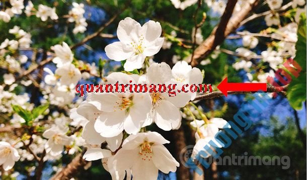 Cách&nbsp;xóa&nbsp;chữ&nbsp;trên&nbsp;ảnh&nbsp;bằng&nbsp;Photoshop