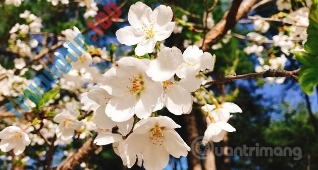 Cách&nbsp;xóa&nbsp;chữ&nbsp;trên&nbsp;ảnh&nbsp;bằng&nbsp;Photoshop