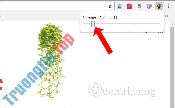 Cách&nbsp;đổi&nbsp;giao&nbsp;diện&nbsp;trang&nbsp;web&nbsp;trên&nbsp;Chrome&nbsp;bằng&nbsp;More&nbsp;Plants