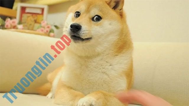 Hình&nbsp;nền&nbsp;Doge&nbsp;Windows,&nbsp;meme&nbsp;doge&nbsp;windows&nbsp;11,&nbsp;doge&nbsp;wallpaper