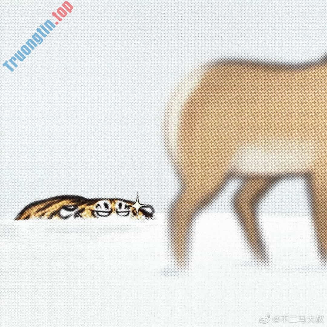 Hình&nbsp;nền&nbsp;hổ&nbsp;béo,&nbsp;ảnh&nbsp;hổ&nbsp;béo&nbsp;dễ&nbsp;thương