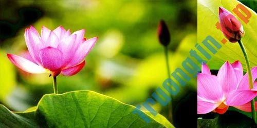 Cách&nbsp;ghép&nbsp;ảnh&nbsp;trong&nbsp;Photoshop&nbsp;từ&nbsp;2&nbsp;hình&nbsp;khác&nbsp;nhau