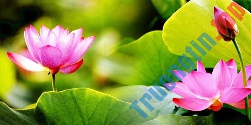 Cách&nbsp;ghép&nbsp;ảnh&nbsp;trong&nbsp;Photoshop&nbsp;từ&nbsp;2&nbsp;hình&nbsp;khác&nbsp;nhau