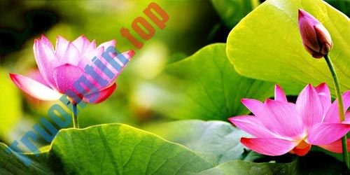 Cách ghép ảnh trong Photoshop từ 2 hình khác nhau