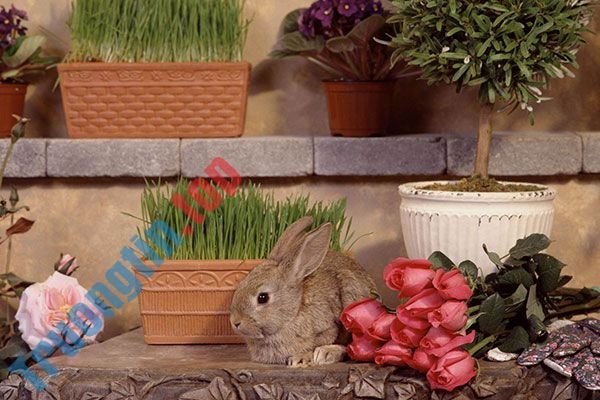 Hình&nbsp;nền&nbsp;thỏ&nbsp;con&nbsp;đáng&nbsp;yêu,&nbsp;dễ&nbsp;thương