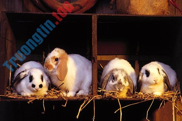 Hình&nbsp;nền&nbsp;thỏ&nbsp;con&nbsp;đáng&nbsp;yêu,&nbsp;dễ&nbsp;thương