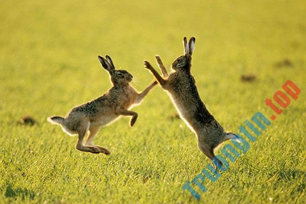 Hình&nbsp;nền&nbsp;thỏ&nbsp;con&nbsp;đáng&nbsp;yêu,&nbsp;dễ&nbsp;thương