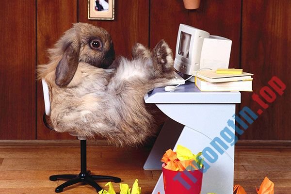 Hình&nbsp;nền&nbsp;thỏ&nbsp;con&nbsp;đáng&nbsp;yêu,&nbsp;dễ&nbsp;thương