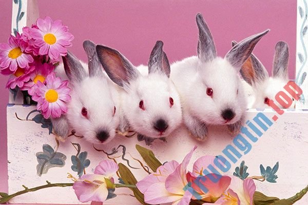 Hình&nbsp;nền&nbsp;thỏ&nbsp;con&nbsp;đáng&nbsp;yêu,&nbsp;dễ&nbsp;thương