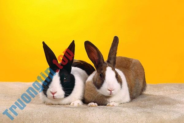 Hình&nbsp;nền&nbsp;thỏ&nbsp;con&nbsp;đáng&nbsp;yêu,&nbsp;dễ&nbsp;thương