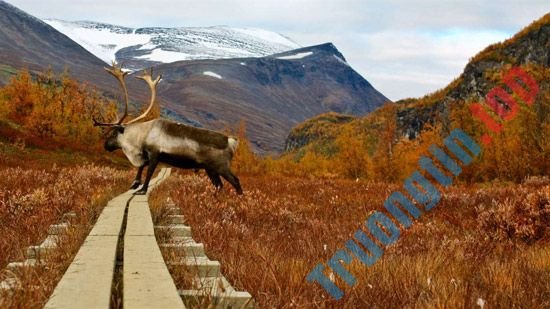 Mời&nbsp;tải&nbsp;4&nbsp;bộ&nbsp;ảnh&nbsp;nền&nbsp;mới&nbsp;tuyệt&nbsp;đẹp&nbsp;từ&nbsp;chính&nbsp;chủ&nbsp;Microsoft,&nbsp;hoàn&nbsp;toàn&nbsp;miễn&nbsp;phí