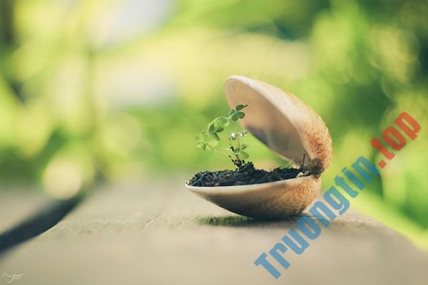 Bộ&nbsp;hình&nbsp;nền&nbsp;cỏ&nbsp;ba&nbsp;lá&nbsp;đẹp&nbsp;nhất&nbsp;cho&nbsp;laptop